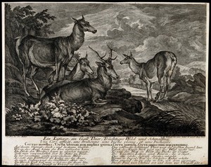 view A group of deer is resting on a rock overlooking a lake. Etching by J.E. Ridinger.