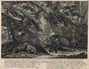 view Three wild boars in the forest: one is sleeping, the other grooming itself, while the third just enters the scene. Etching by J.E. Ridinger.