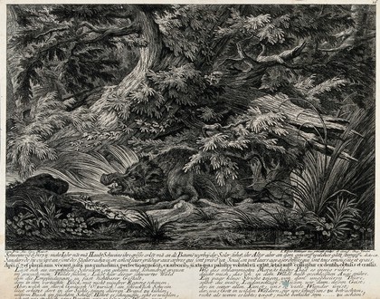 A fully-grown wild boar resting in the forest. Etching by J.E. Ridinger.