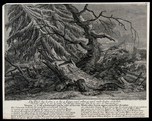 view A group of four ferrets (viverra) near a tree trunk. Etching by J.E. Ridinger.