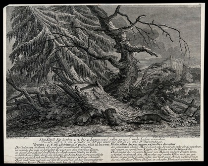 A group of four ferrets (viverra) near a tree trunk. Etching by J.E. Ridinger.