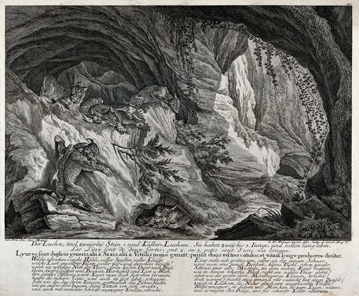 A group of linx with their kitten in a cave in the mountains. Etching by J.E. Ridinger.