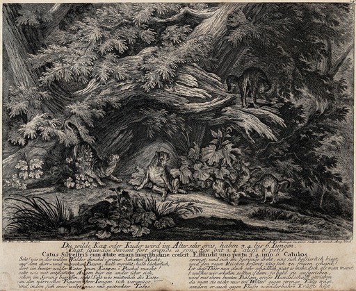Wild cat (Catus silvestris) with their young in the forest. Etching by J.E. Ridinger.