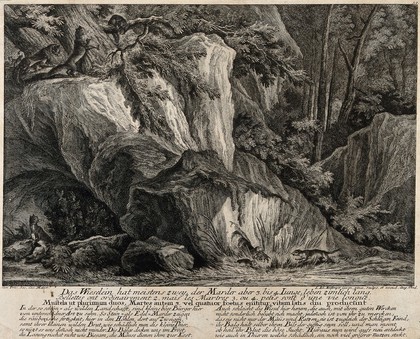 The weasel are looking after their two young, while the martens are playing on the crevice in the forest. Etching by J.E. Ridinger.