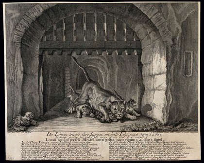 A lioness with her cubs in front of a cave with a portcullis. Etching by J.E. Ridinger.