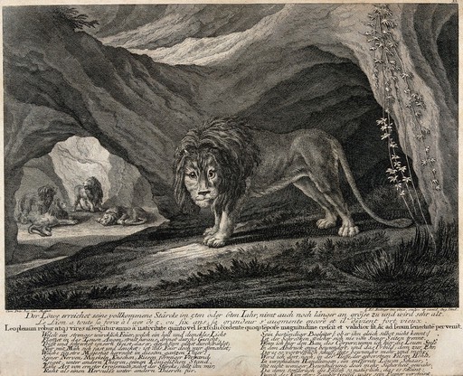 A male lion standing outside a cave with four other male lions in the background. Etching by J.E. Ridinger.