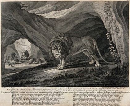 A lion standing outside a cave with four other lions in the background. Etching by J.E. Ridinger.