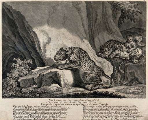 Two leopards and their cubs. Etching by J.E. Ridinger.