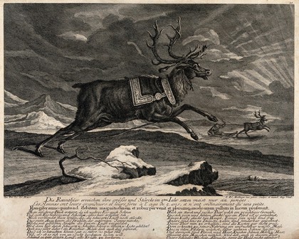 A harnessed reindeer rearing its front legs in a mountainous landscape with a reindeer pulling a manned sleigh in the background. Etching by J.E. Ridinger.