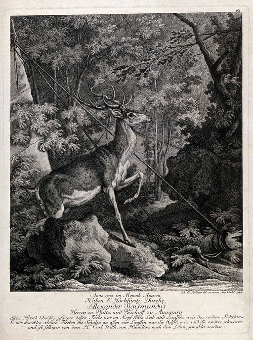 A stag with abnormal colouring in its fur. Etching by J.E. Ridinger after C.W. Hamilton.