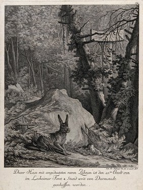 A hare with abnormal teeth in a forest clearing. Etching by J.E. Ridinger.