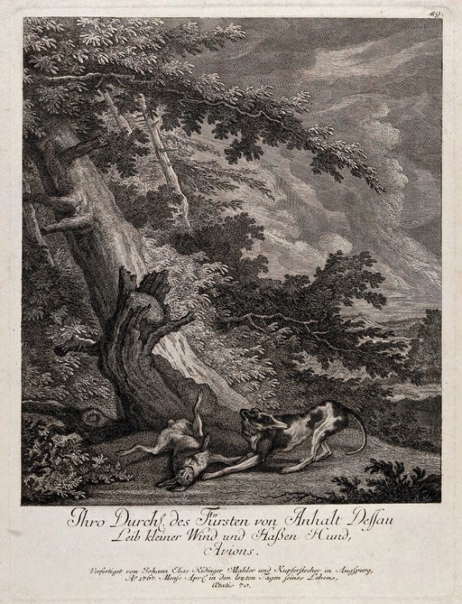 Avions, the Duke of Anhalt-Dessau's favourite greyhound. Etching by J.E. Ridinger.