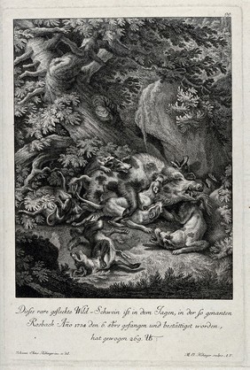 A wild boar is attacked by seven dogs during a hunt. Etching by J.E. Ridinger.