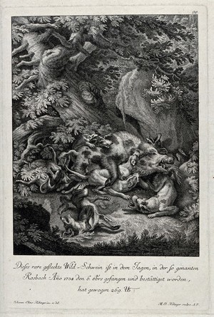 view A wild boar is attacked by seven dogs during a hunt. Etching by J.E. Ridinger.