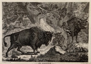 view Two wild oxen or aurochs with their young in a forest. Etching by J.S. Müller after J.E. Ridinger.