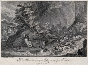 view A stag is chased by four dogs through a river with three mounted huntsmen in the background. Etching by J.E. Ridinger.