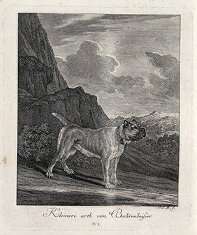 Small bulldog standing in front of a large rock. Etching by J. E. Ridinger.