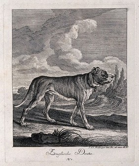 English mastiff standing in a field with a forest in the background. Etching by J. E. Ridinger.