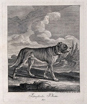 view English mastiff standing in a field with a forest in the background. Etching by J. E. Ridinger.