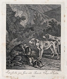 Two English par-force dogs and two German hunting-hounds resting in a forest. Etching by J. E. Ridinger.