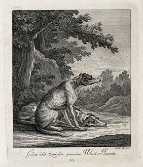 A wire-haired and a straight-haired greyhound resting on a forest clearing. Etching by J. E. Ridinger.