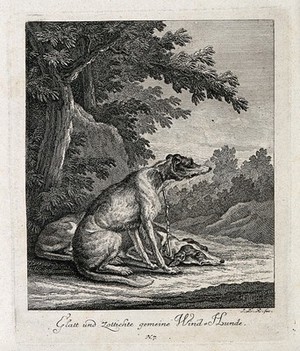 view A wire-haired and a straight-haired greyhound resting on a forest clearing. Etching by J. E. Ridinger.