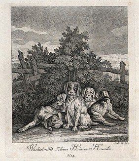 Five dogs used for hunting wildfowl resting in an enclosure. Etching by J. E. Ridinger.