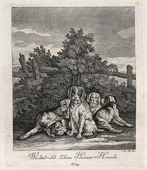 view Five dogs used for hunting wildfowl resting in an enclosure. Etching by J. E. Ridinger.