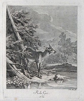 A young doe standing at a lake with a buck in the background. Etching by J. E. Ridinger.