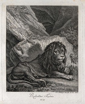 A lion resting and leaning against a rock. Etching by J. E. Ridinger.