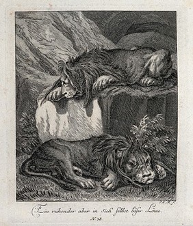 Two resting lions: one is sitting on a rock, the other one lying on the ground. Etching by J. E. Ridinger.