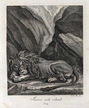 view A sleeping lion in a mountainous landscape. Etching by J. E. Ridinger.