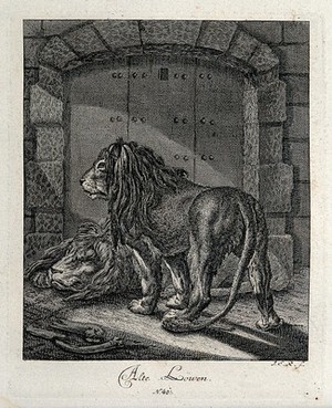 view Two old lions with shaggy manes and fur in front of a closed gate. Etching by J. E. Ridinger.