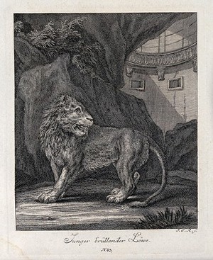 view A young roaring lion in a cave with architecture in the background. Etching by J. E. Ridinger.