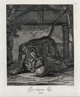 An enraged lion playing nervously with a ball in its enclosure. Etching by J. E. Ridinger.