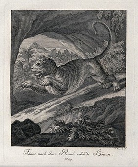 A lioness leaping off a rock in an exotic landscape. Etching by J. E. Ridinger.