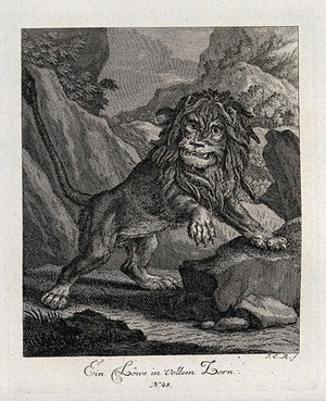 view An enraged lion is roaring and leaning with its front paws on a rock. Etching by J. E. Ridinger.