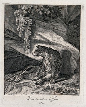 view A tiger lying in wait for prey in a rocky landscape. Etching by J. E. Ridinger.