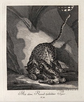 A tiger playing with its prey in a cave. Etching by J. E. Ridinger.