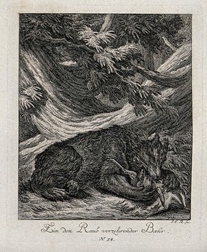 view A bear devouring its prey. Etching by J. E. Ridinger.