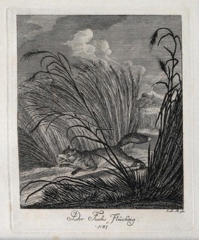 A fox running through reeds near a lake. Etching by J. E. Ridinger.