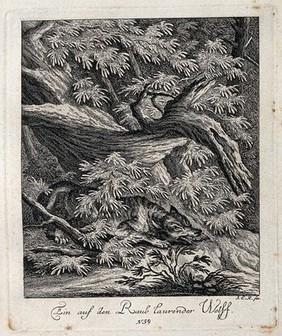 A wolf lying in wait for its prey in a forest. Etching by J. E. Ridinger.