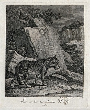 view A wolf in a mountainous landscape. Etching by J. E. Ridinger.