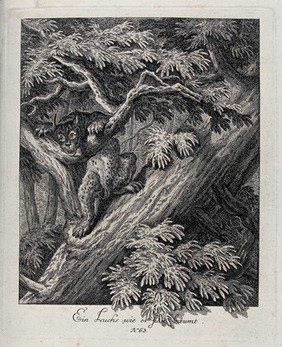 A lynx climbing a tree. Etching by J. E. Ridinger.