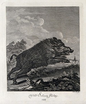 view A wild boar running. Etching by J. E. Ridinger.