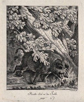 A wild boar rubbing itself against a tree in its wallow. Etching by J. E. Ridinger.