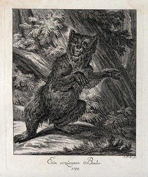 view An enraged bear standing on its hind feet in a forest. Etching by J. E. Ridinger.