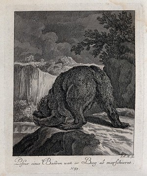 view A bear seen from behind climbing down a rocky path. Etching by J. E. Ridinger.