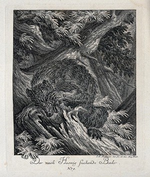 view A bear trying to retrieve honey from a tree trunk is stung by bees. Etching by J. E. Ridinger.