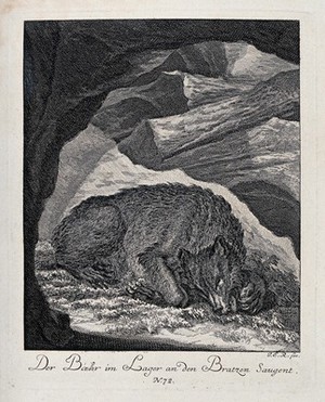 view A bear resting in its cave and sucking at its paws. Etching by J. E. Ridinger.